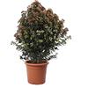 KENTIS - Viburnum Tinus 'Eve Price' con Decorazione Vaso in Juta - Viburno - Piante Vere da Esterno Sempreverdi Resistenti - Pianta da Siepe - H 100-125 cm Vaso Ø 30 cm