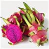 SemiSauvage 60 Semi di Frutto del Drago (Pitaya) - SemiSelvaggio Permacultura