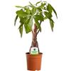 GardenersDream Pachira Aquatica - 1 Pianta - Pianta per Interni per Casa/Ufficio