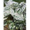 Generic Semi di foglie di coleus per un bellissimo giardino bianco verde confezione da 100 semi
