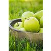 eGarden.store Albero di Melo pianta di melo Età 2 anni già innestato pianta in vaso di mela pianta vera di mela venduta da eGarden.store (Granny Smith)