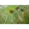SVI Cyperus papyrus Semi papiro egiziano!