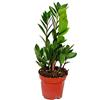 Exotenherz - Palma Zamio - Zamioculcas zamiifolia - 1 pianta - facile da pulire - depuratore d'aria - vaso da 12 cm