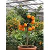 Vivaio di Castelletto Chinotto Citrus x myrtifolia pianta di agrumi di Sicilia in vaso ø20 cm Vivaio di Castelletto