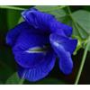 Generic 15 Shankhpushpi/Aparajitha/Sangu poo/Clitoria Ternatea/Butter Pea graines de fleurs mélangées: graines