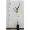 Vivai Decandia Giovanni N.2 PIANTA DI ULIVO DOLCE PASOLA IN VASO ALTEZZA 70/80 cm (foto reale) ANNI 1