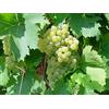 Generico AMDGarden Pianta di Uva Vite Innestata da Tavola Fragola Bianca in Vaso 16 cm Rampicante