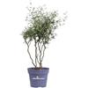 eGarden.store Pianta di Sophora Prostrata Little Baby o Sofora Nana pianta ornamentale da esterno arbusto basso fiore giallo vero venduto da eGarden.store