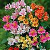 Generic New Alstromeria, Dr. Salter's Mix, Alstroemeria, Alstromeria 10 Seeds !: Package Contain Seeds
