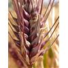 Generic Orzo robuste (Hordeum vulgare) Sementi (~ 250): Certifié biologique, semi non OGM: Graines