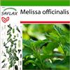 SAFLAX - Erba limoncina - 150 semi - Con substrato - Melissa officinalis
