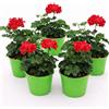 POWERS TO FLOWERS -GERANIO EDERA DOPPIO HERCULES, PELARGONIUM, 5 PIANTE VASO 14, ROSSO, piante vere