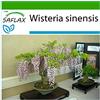 SAFLAX - Glicine - 4 semi - Con substrato - Wisteria sinensis