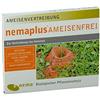 nemaplus® SF Nematodi per combattere le formiche