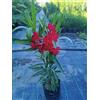 Generico Pianta di Oleandro Cespuglio Multicolore vs16, nerium oleander (Bianco)
