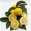 Generico Pianta da Frutto in Fitocella, 2 Anni, Altezza 150 cm, Resistente, per Balconi Terrazze e Piccoli Giardini 1 PIANTA DI (LIMONE DOLCE)