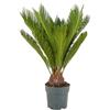 Bloomique - Cycas revoluta - Palma di Sagò - Cicas - Pianta da interno - Molto facile da curare - Alta 60-80 cm - Vaso da 17 cm