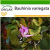 SAFLAX - Albero delle orchidee - 8 semi - Con substrato - Bauhinia variegata