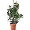 KENTIS - Arbutus Unedo Corbezzolo - Piante da Esterno Vere - Pianta da Giardino - Albero da Frutto - H 125-150 cm Vaso Ø 30 cm