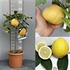 SAVINI VIVAI L'ARTE DI FARE NATURA SAVINI VIVAI Pianta di Limone Albero Agrumi Limone Imperiale o Lipo in Vaso da 20 cm Altezza 70 cm 2-3 Anni di innesto Made Italy