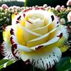 KMIODS Perenne Rizoma Di Rosa, Resistenti Al Freddo E Alla Siccità, Facile Da Coltivare, Adatto A Primavera E Autunno-1 Rizoma-B