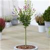 GardenersDream Albero di Syringa Palibin | Alberi ornamentali decidui di lillà in vaso per piccoli giardini | Albero a gambo dritto a forma di lecca-lecca | Piante da giardino