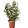 KENTIS - Viburnum Tinus - Viburno - Piante da Esterno Sempreverdi Resistenti - Pianta da Giardino Vera Perenne - H 60-80 cm Vaso Ø 24 cm