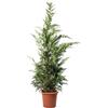 KENTIS - Cupressocyparis Leylandii Cipresso di Leyland - Piante Vere da Esterno - Pianta Sempreverde da Giardino - H 200/220 cm Vaso Ø 30 cm
