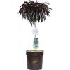 Vannucci Piante - Prunus persica nano (Pesco) 'Crimson Bonfire', Pianta vera in vaso, Pianta da esterno