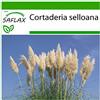SAFLAX - Erba delle Pampas - 200 semi - Con substrato - Cortaderia selloana