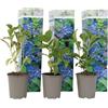 Plant in a Box - Ortensia hydrangea macrophylla Blu - Set di 3 - Rosa d'ortensia - Vaso 9cm - Altezza 25-40cm