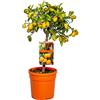 Bloomique - Citrus Kumquat - Mandarino Nano - Albero di Agrumi - Pianta da Frutto - Pianta da Giardino - Alta 50-70 cm - Vaso 19 cm