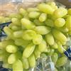 VJIDOSO Rizomi d'uva,resistenti,Uva a tavoletta,acquista viti,Gratis e fragrante,Rare,Rizomi d'uva coltivazione,Decorazioni da giardino,Bellissima,Piantare la vite.-1knolle-B
