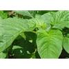 Generic Amaranto Commestibile Verde Sfuso Molto Delizioso Cinese Spinaci a Foglia