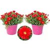 POWERS TO FLOWERS - MESEMBRIANTEMO ROSSO, VASO 14CM, 2PIANTE, piante vere