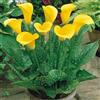 Generico Pianta di Calla Zantedeschia Foto Reali H 40cm vari colori (giallo)