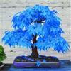 Generic Germinazione dei semi: Azzurro: Semi 20 Pz Blue Fire Rare Giallo Rossa Giapponese Acero