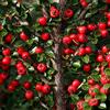 Generic Rockspray COTONEASTER Cotoneaster Horizontalis Confezione da 100 semi