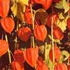 SVI Physalis- lanterne cinesi 50 Semi