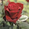 le Georgiche Vivai le Georgiche - Pianta vera di Rosa Barkarole sin. Grand Château, Taboo TANelorak - vaso 6,5 Litri - Quadrato