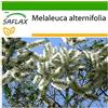 SAFLAX - Albero del tè - 400 semi - Con substrato - Melaleuca alternifolia