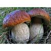 Generic Semi di micelio di funghi porcini re (Boletus Betulicola) essiccati (10g)