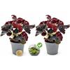 POWERS TO FLOWERS - BEGONIA REX NERA, DARK MAMBO IN VASO 5,5cm, 2 PIANTE, ideale per terrarium, pianta vera