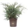Vannucci Piante - Juniperus virginiana 'Grey Owl', Ginepro, Pianta vera in vaso, Pianta da terrazzo (cod. 22)