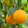 Vivaio Garden Forest, Arancio Valencia - Pianta di agrumi da frutto, Arance bionde succose senza semi, Maturazione fine aprile (raccolta fino a giugno), In vaso 24cm