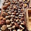 Generic Semi di funghi porcini da balcone resistenti, 200pcs