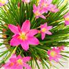 Generic Pioggia Giglio Bulbi Organici Freschi Bouquet Vitalità Rilascio Autunno Parco Decorazione-10