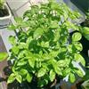 Generic semi di basilico perenne resistente da giardino, balcone di basilico, giardino sul balcone 100pcs