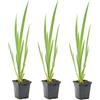 Bloomique - Set di 3 - Iris Pseudacorus - Giaggiolo Giallo - Pianta Acquatica - Pianta da Stagno - Resistente al Freddo - Alte 20-30 cm - Vaso 9 cm