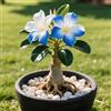 OPVDJD Rosa del deserto in Vasca:Colore Vivido/Decorazione per Casa e Giardino/per Interni e Esterno-D-3 Rhizome
